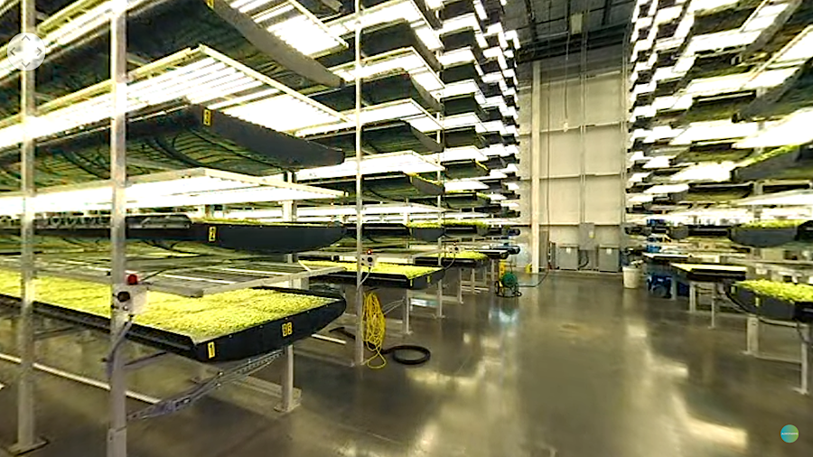 AeroFarms built 48 towers in Pittsylvania County, each 4.5-stories high, to grow microgreens indoors