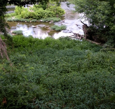 Shoreline vegetation - North River at Port Republic