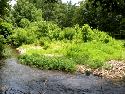 Shoreline vegetation - South River at Port Republic