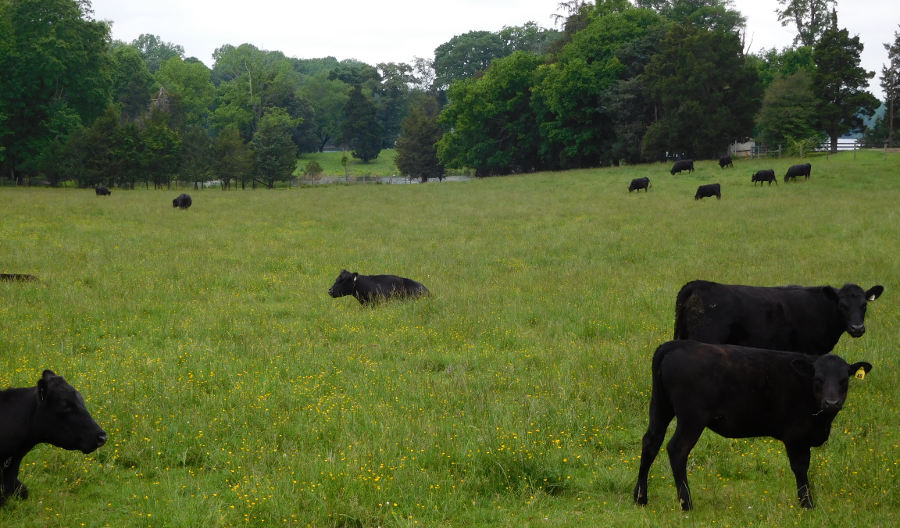 Angus cattle grazing in Louisa County, south of Lake Anna