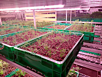 in hydroponic gardening, the growing medium is not dirt
