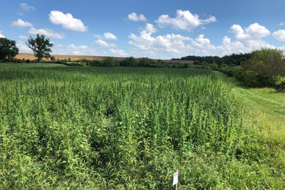 warm season grasses outcompete hemp, but in 2018 Virginia State University established a good stand in Augusta County