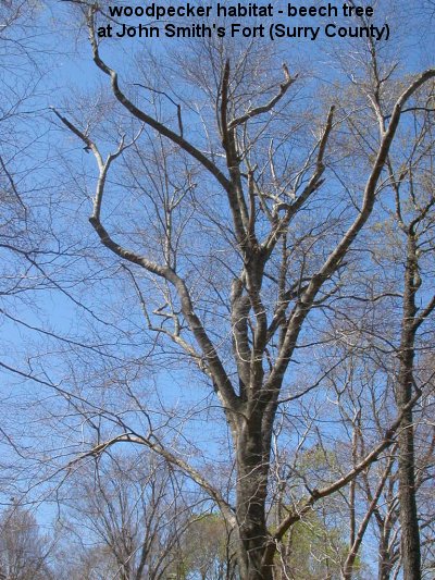 beech tree (red-bellied woodpecker home)