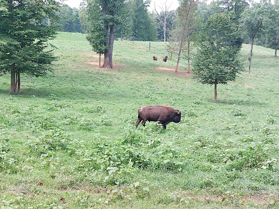 all bison in Virginia are now fenced in, no longer able to roam at will