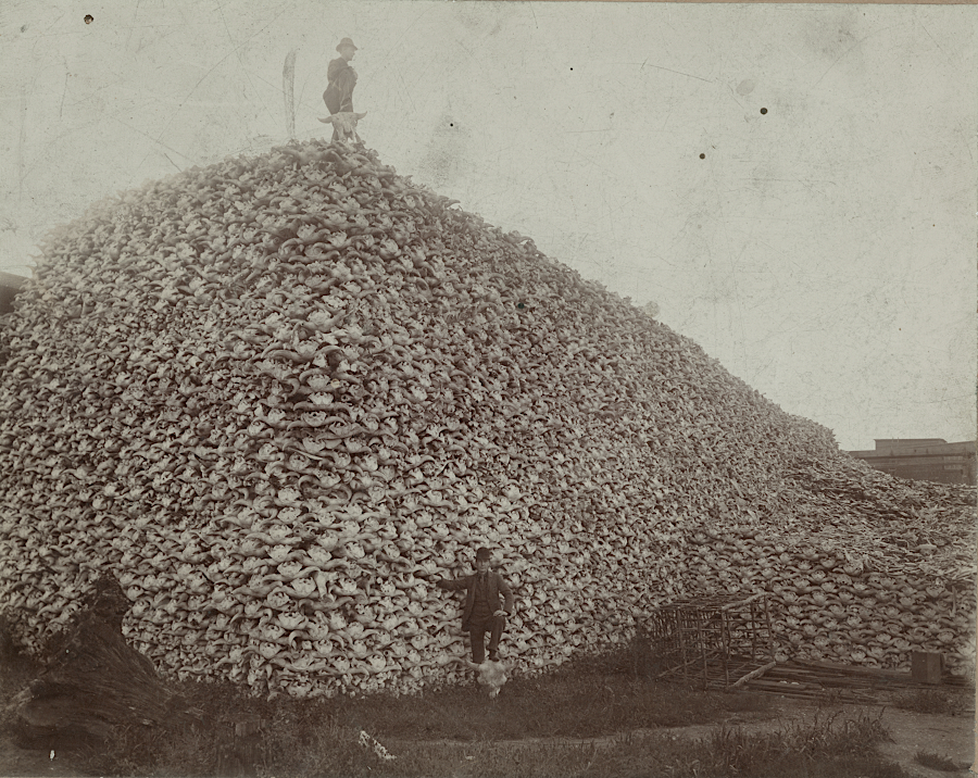 bison were killed in such large numbers that it was cost-effective to collect bones and process them into fertilizer and other products