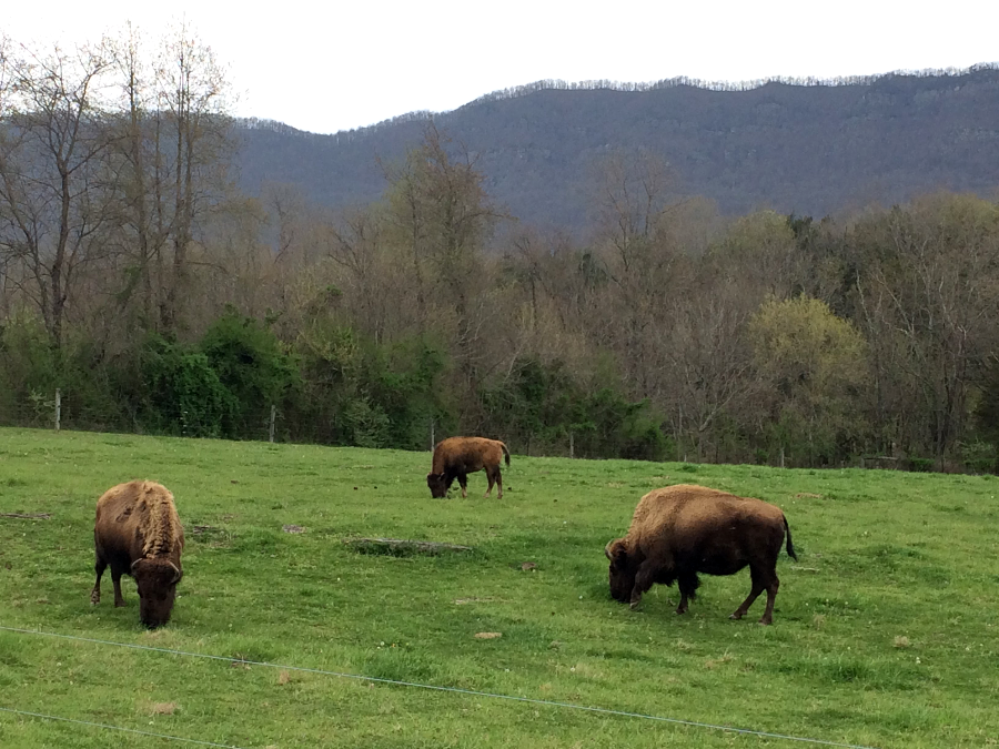 Wilderness Road State Park in Lee County maintains a herd of buffalo