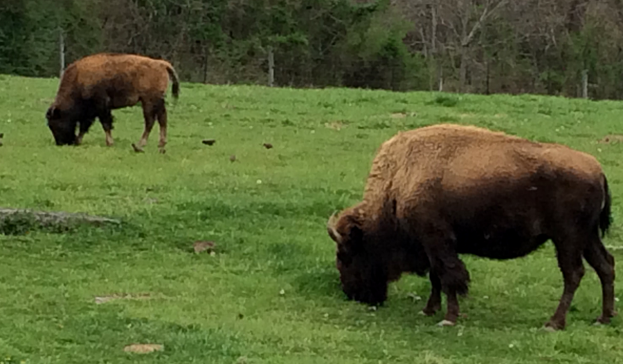 Native Americans, and then later immigrants such as Daniel Boone, hunted buffalo in the backcountry of Virginia