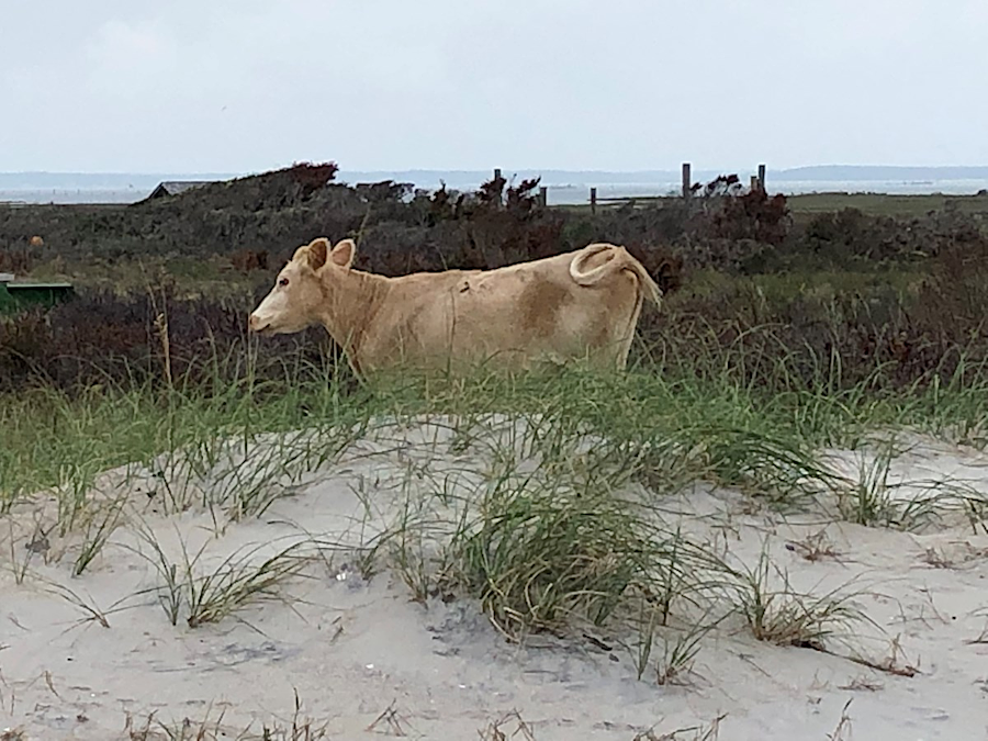 three of the herd of wild cows on Cedar Island survived being washed four miles to Cape Lookout