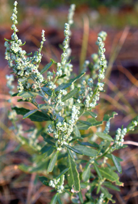 Lambsquarters (Chenopodium berlandieri)