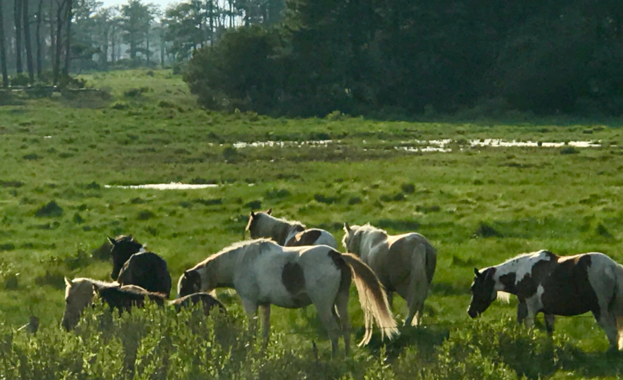the Chincoteague ponies come in multiple color combinations