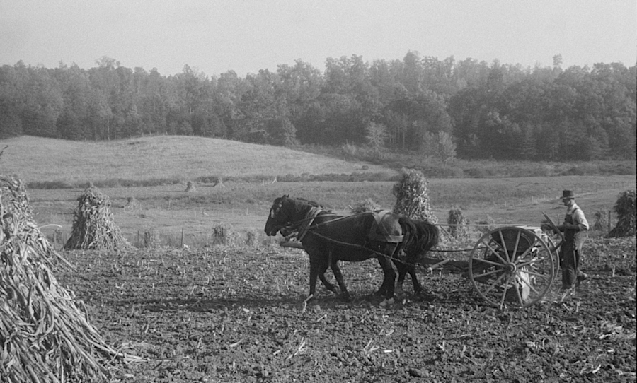 harvesting corn in the Shenandoah Valley, 1941
