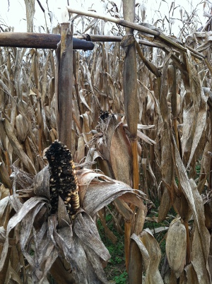 field corn in late October, drying before harvest