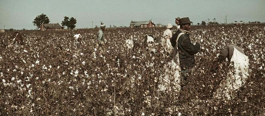 in Virginia and other southern states, cotton was harvested primarily by African-American farm workers before World War II