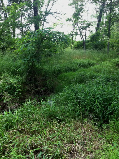 early agriculture developed from harvesting wild plants in floodplains and creek valleys