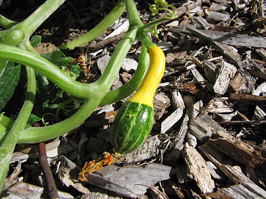 a gourd may have been the first plant domesticated in the Mississippi River Valley