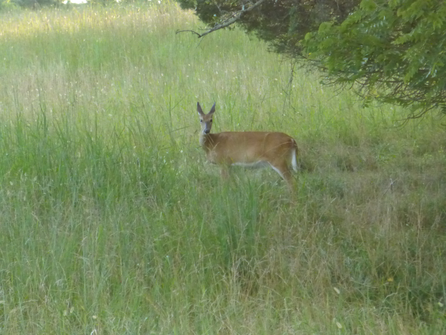 deer prefer to browse on twigs at the edge of the field rather than eat grass, so they do not compete for hay with domesticated livestock