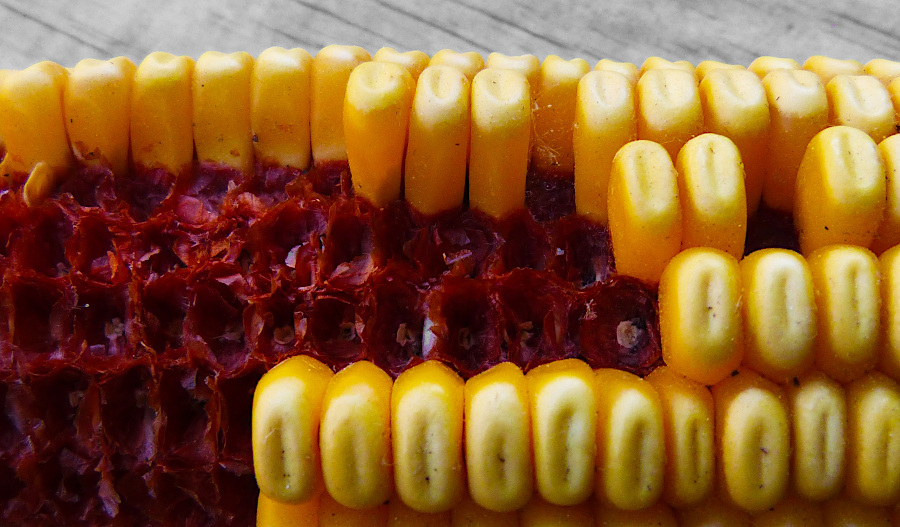 flint corn grown by the Native Americans had multicolored kernels without the dent in modern corn