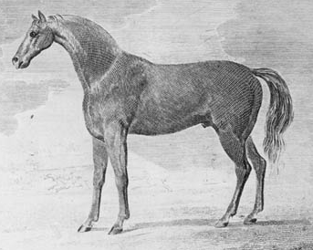 Diomed was imported from England by John Hoomes of Caroline County, and is a founding sire of Thoroughbreds in the United States