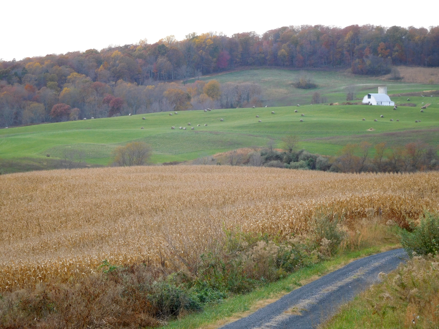 rolling hills in Fauquier County support pasture and corn for raising horses