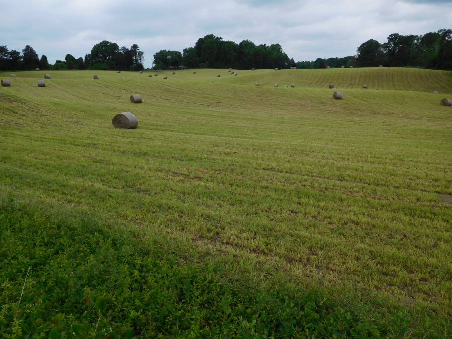 hayfield in Louisa County