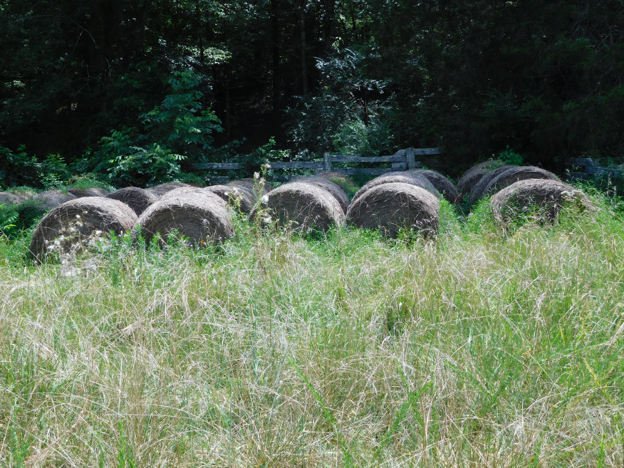 after drying to the right moisture level, hay is wrapped in round bales and stored outdoors until needed