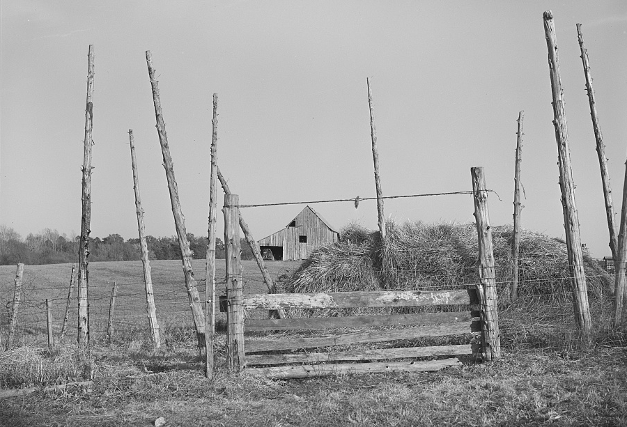 hay has been stored in barns and kept overwinter in the fields in haystacks