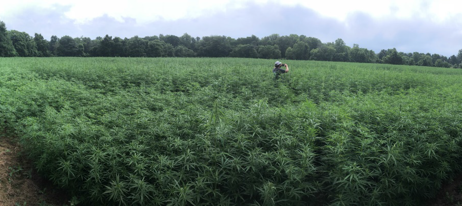 state-authorized industrial hemp growing in Augusta County