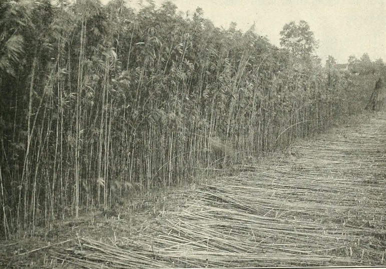 mature hemp plants ready to harvest for fiber, before World War I