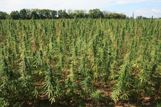 industrial hemp growing in August 2018, as part of James Madison University research
