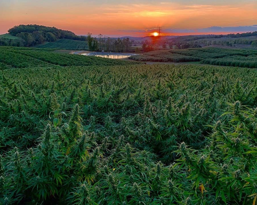 TruHarvest Farms in Montgomery County was Virginia's largest industrial hemp farm in 2019, growing 85 acres