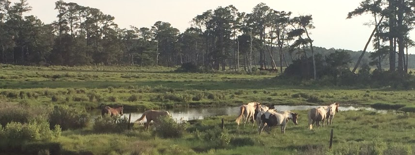 visitors to the beach on Assateague Island often stop on the causeway to see the Chincoteague ponies