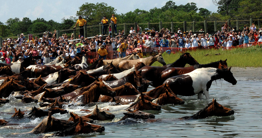 the annual Pony Swim at Chincoteague is a major tourist event