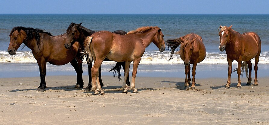 the banker horses south of the Virginia-North Carolina border are descended from Spanish horses brought to the New World in the 1500's