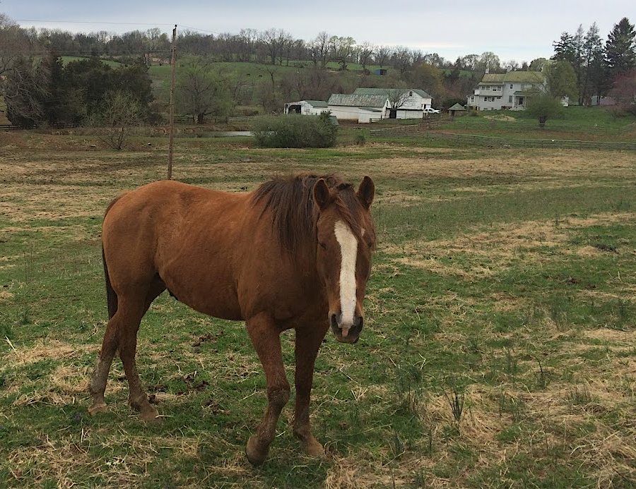 horses and pastures are a common feature in western Loudoun County