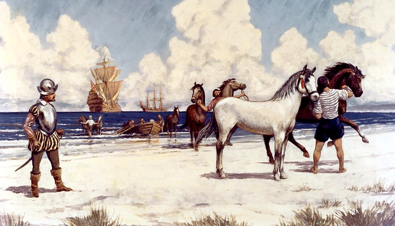 the Spanish brought horses to the New World in the 1500's, but those on Assateague Island may be from English colonists