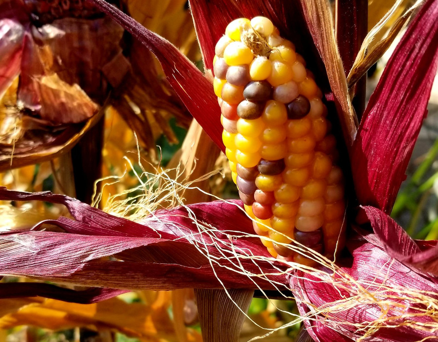 flint corn grown by the Native Americans had multicolored kernels without the dent in modern corn