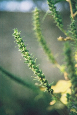 Marshelder (Iva annua)