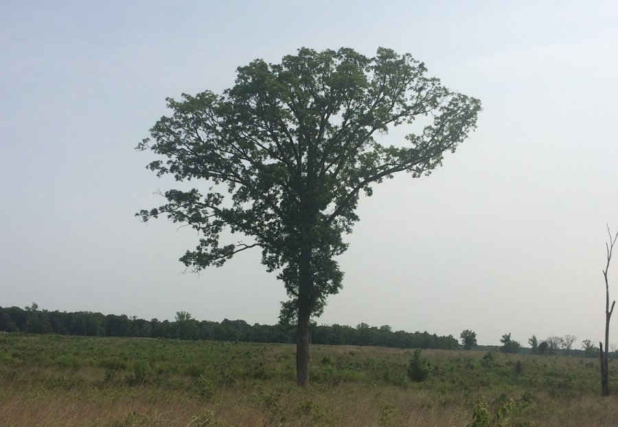 this oak tree grew in a forest and dropped its lower branches, before the area around it was cleared and exposed to full sunlight