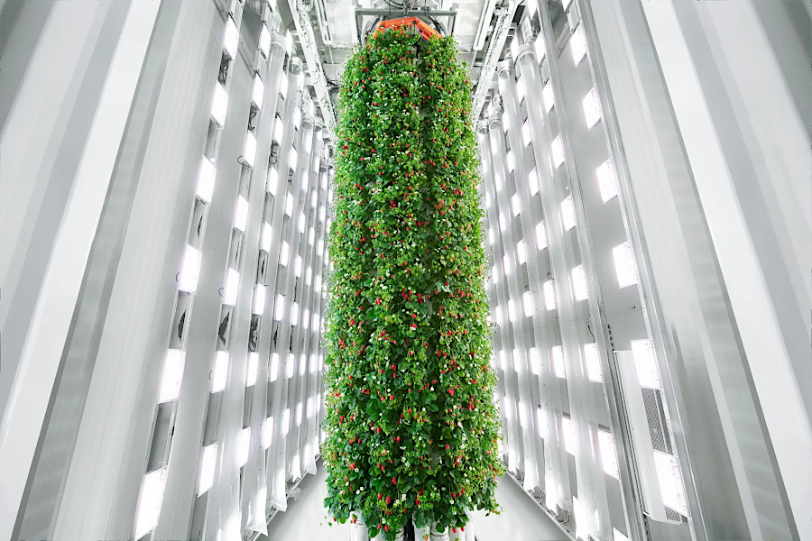 growing strawberries indoors on vertical towers with artificial light allows for controlled conditions and multiple harvests per year