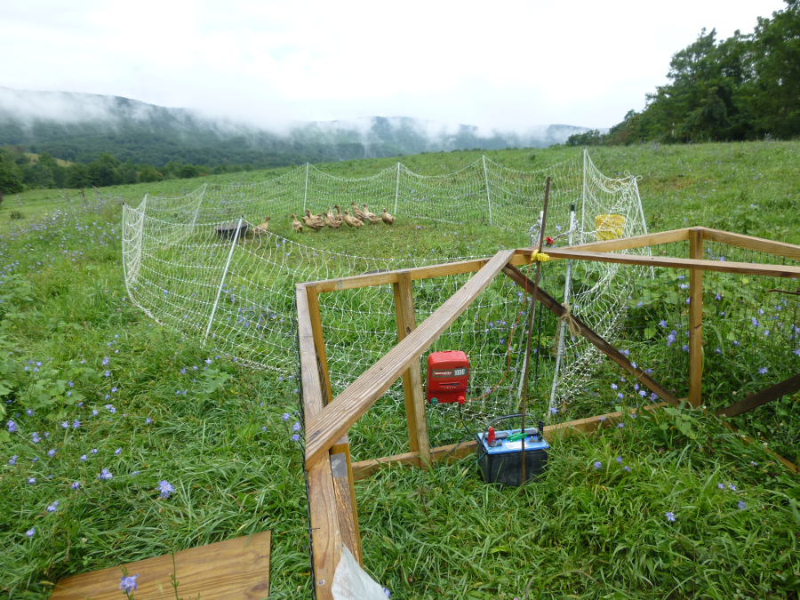 at Joel Salatin's Polyface Farm in Augusta County, pastures are grazed by cattle and then poultry feeds on the bugs attracted by the cattle dung