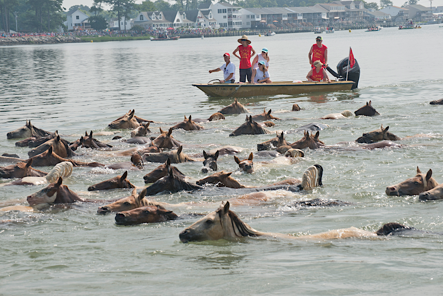 it takes only four minutes for the ponies to swim from Assateague Island to Chincoteague