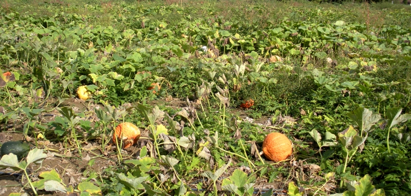 pumpkin farming is more profitable near urban areas where customers will pick-their-own, eliminating the cost of hiring farm laborers for harvest