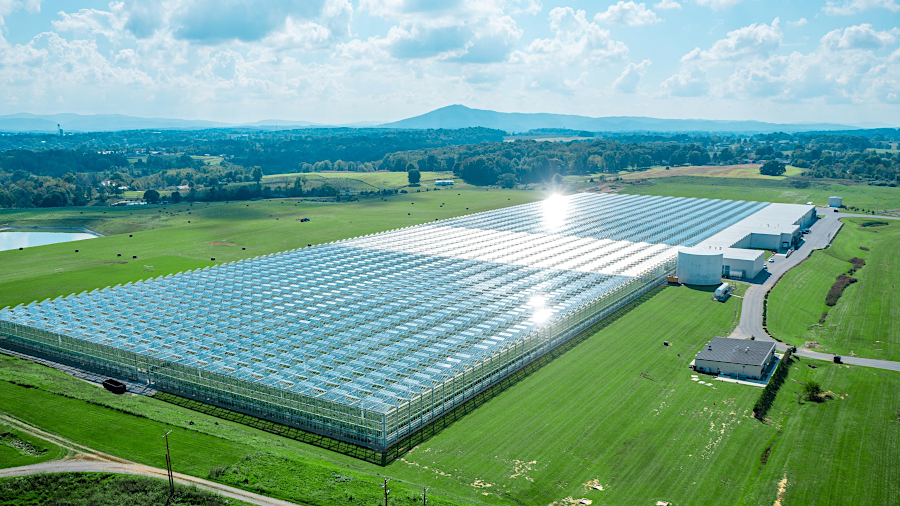 Red Sun Farms built greenhouses to grow tomatoes in 2014