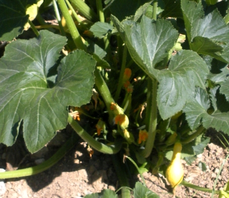 modern crookneck squash - descendant of first domesticated plant in North America