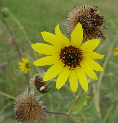 Sunflower (Helianthus annuus)