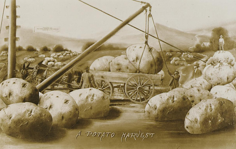 the outsized role of potatoes as a food source is reflected in this imaginary harvest scene