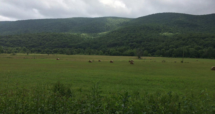 hayfield near Gratton in Tazewell County