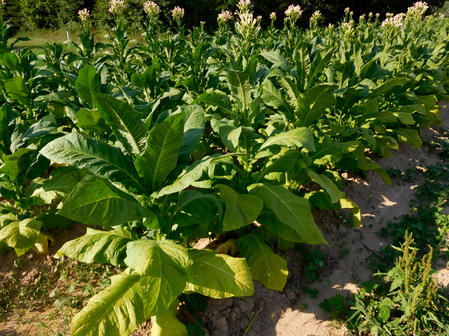 tobacco is a flowering plant brought from Ecuador/Peru to Virginia first by Native Americans, before John Rolfe obtained seeds from a different species (Nicotiana tabacum) that was sweeter when smoked