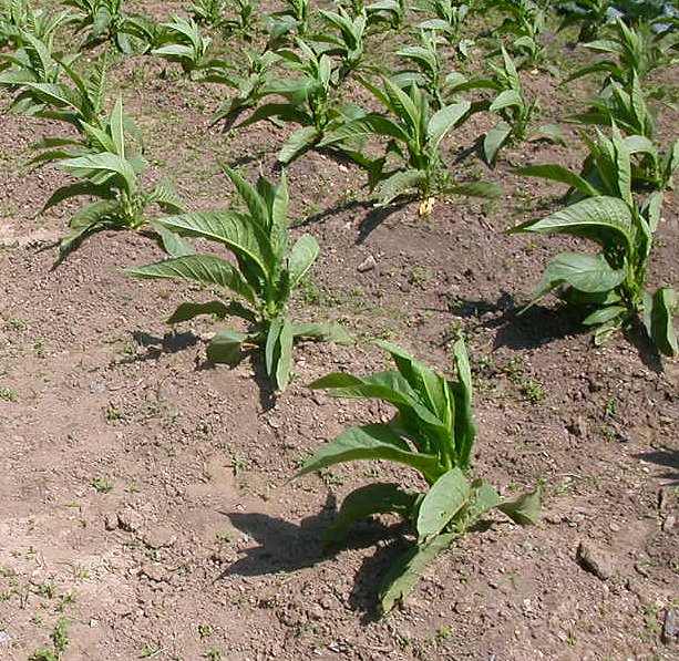 tobacco at Mount Vernon