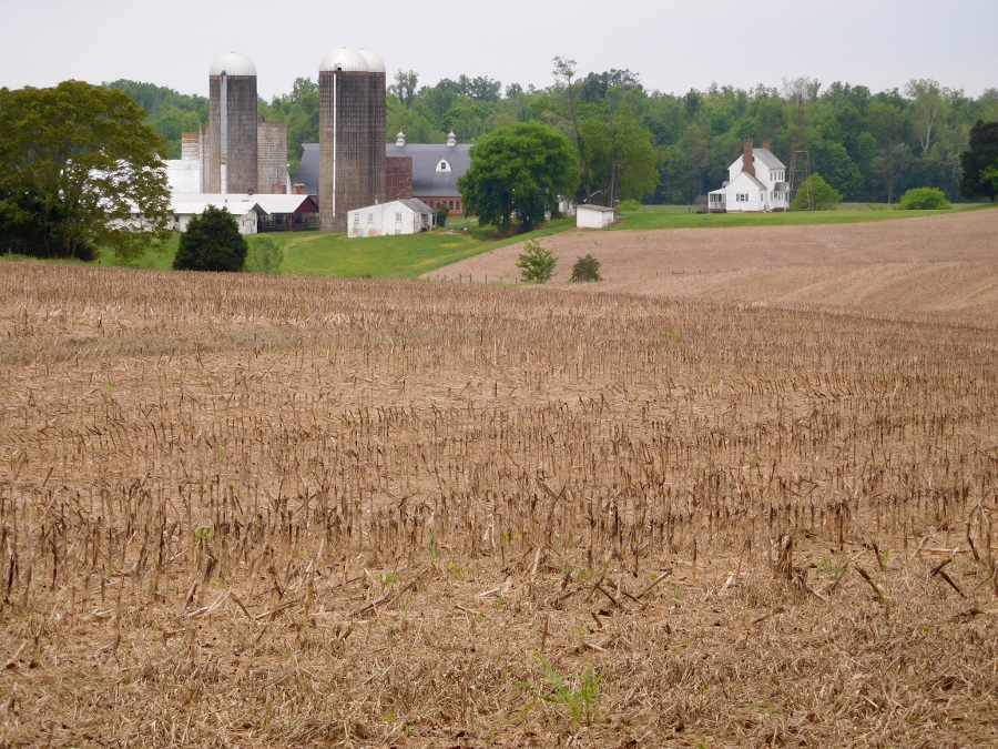 no-till corn field on Duncan Store Road (Cumberland County)